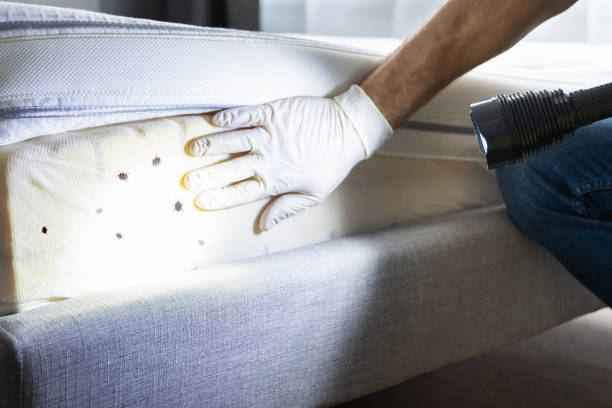 Best Wasp Removal Services  in Panaca, NV